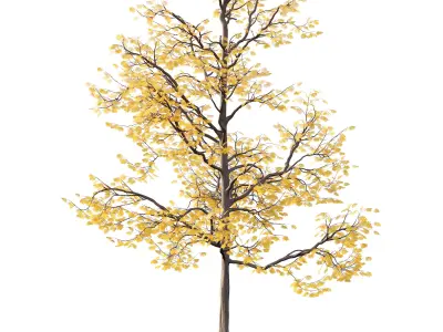 Mountain Ash Tree 01 3D model