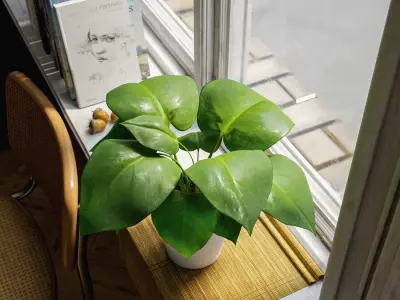  Young Monstera Plant Potted Plant Model  buy