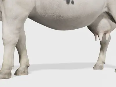 cow 3d model with realistic texture Low-poly 3D model