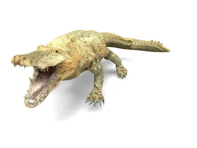 3D Crocodile Rigged Model Low-poly 3D model