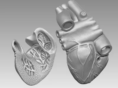  human heart 3D print model 3D print model