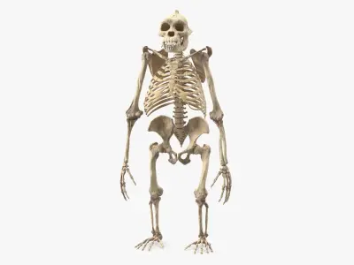 Gorilla Skeleton Bone Structure 3D model