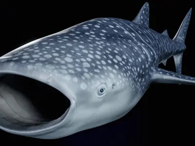  Whale Shark PBR 
