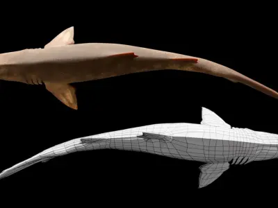 Animated Sand Tiger Shark Low-poly 3D model