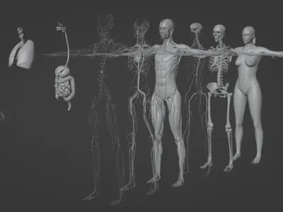 Female Anatomy complete 3D model