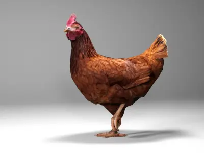 Chicken Low-poly 3D model order
