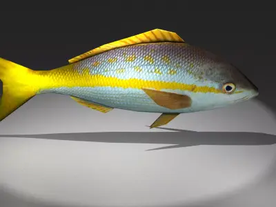 Yellowtail Snapper Low-poly 3D model