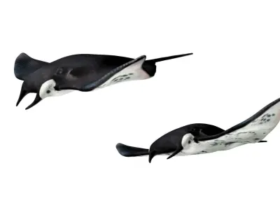 Manta ray Low-poly 3D model purchase