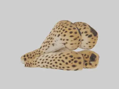 Cheetah Paws 3D model