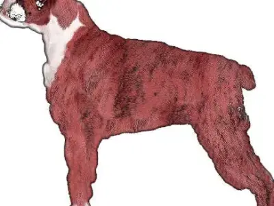 dog side view  3D model