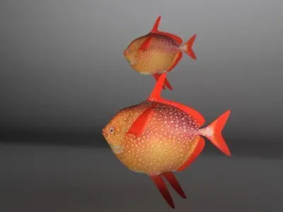 Lampris guttatus Fish Low-poly 3D model