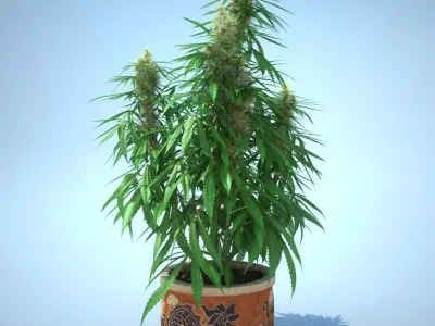  Cannabis Sativa Home Plant 