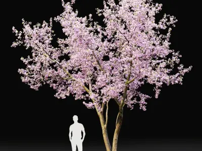  Cherry flowering Pack #1 