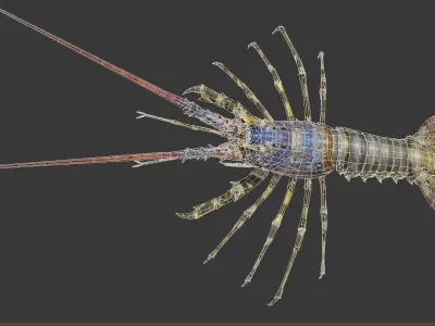 Australian lobster Low-poly 3D model purchase