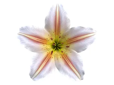  Realistic Lily 3D Model - High-Quality 4K PBR Asset 