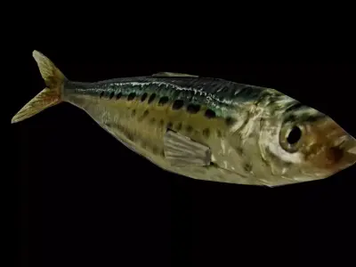 Sardine Low-poly 3D model purchase