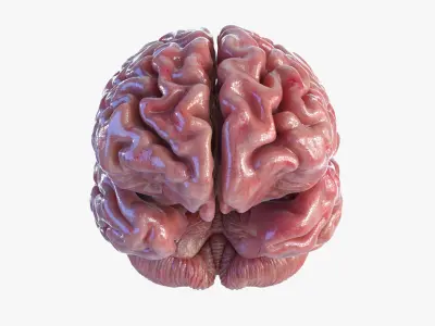 Brain 3D model purchase
