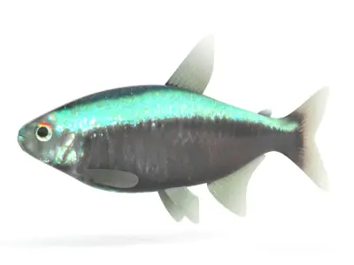 Neon Tetra Fish 3D model buy