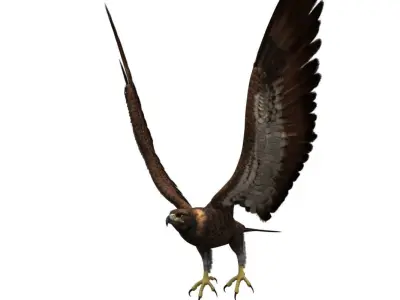 eagle 3d rig model 3D model