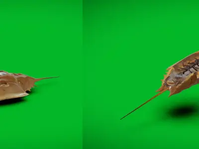 Horseshoe Crab Free 3D model