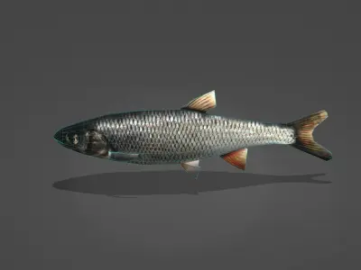Whitefish fish Low-poly 3D model