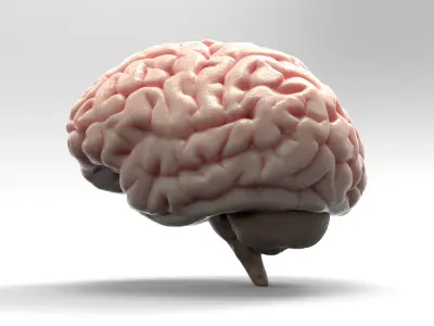 Brain 3D model