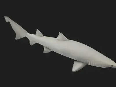Shark Low-poly 3D model 22