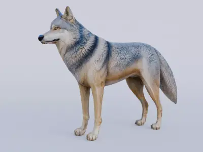 Wolf King Free 3D model