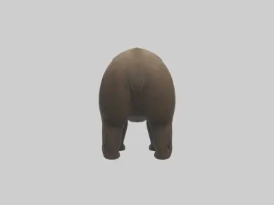 Realistic Bear Model Low-poly 3D model