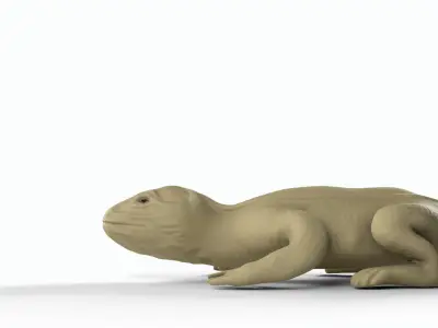 Bearded dragon Low-poly 3D model