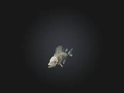Realistic Fish Skeleton Model Low-poly 3D model
