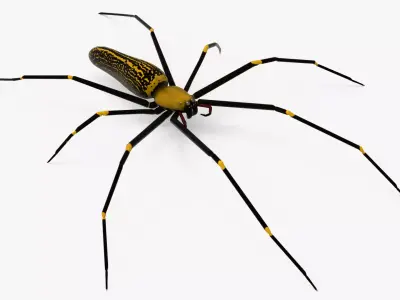 Goldern Web Spider Low-poly 3D model