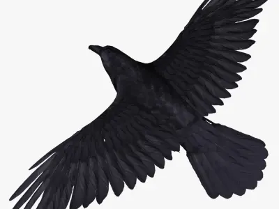  Corvus Corax 'Common Raven' 