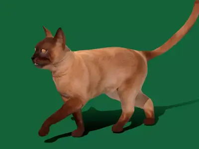 Burmese Domestic Cat Free low-poly 3D model
