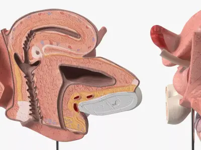 Female Reprod System Anatomical Model Sagittal Section on Stand 3D model