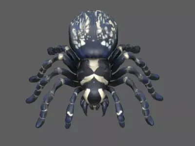 Spider 3D model 12