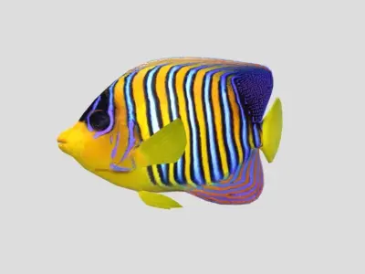 Regal Angelfish Realistic Animated Low-poly 3D model