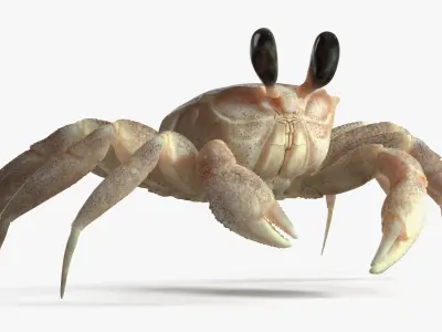  Ghost Crab Crustacean Pink Beige 