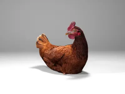 Chicken Low-poly 3D model order