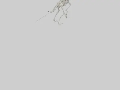 Brachiosaurus Skeleton model Low-poly 3D model