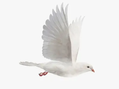 Pigeon Low-poly 3D model 4