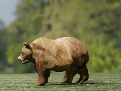 Bear animal 3D model