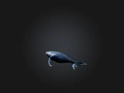 Realistic Whale Model Low-poly 3D model