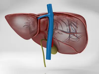 Liver Anatomy 3D model