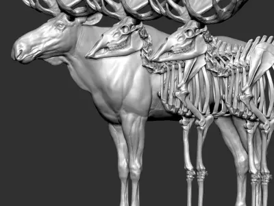 Moose Textured VFX MUSCLE SIMULATION 3D model