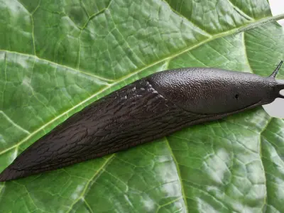  Slug on Foliage Leaf For Blender 