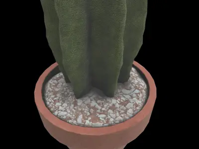 plant cactus 02 3D model