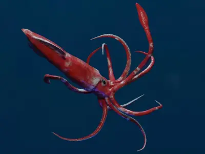 Giant Squid Low-poly 3D model buy
