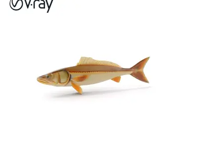 Detailed Fish Model Pack for D Rendering and Animation Low-poly 3D model