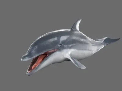Dolphin 3D model buy